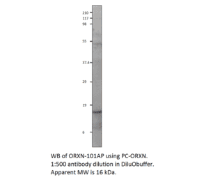 Orexin A Positive Control from FabGennix (PC-ORXN) - Antibodies.com