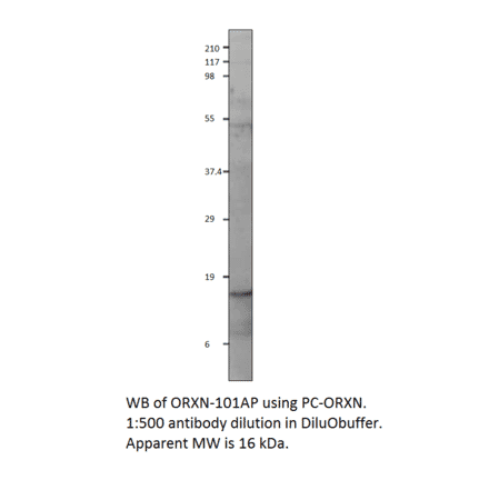 Orexin A Positive Control from FabGennix (PC-ORXN) - Antibodies.com