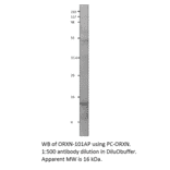 Orexin A Positive Control from FabGennix (PC-ORXN) - Antibodies.com