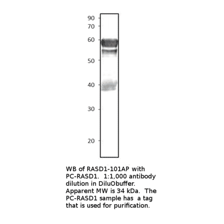 Dexras1 Positive Control from FabGennix (PC-RASD1) - Antibodies.com
