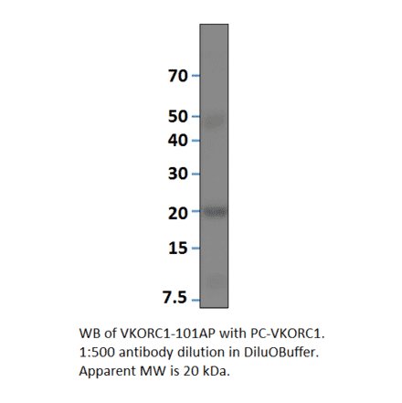 VKORC1 Positive Control from FabGennix (PC-VKORC1) - Antibodies.com