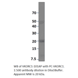 VKORC1 Positive Control from FabGennix (PC-VKORC1) - Antibodies.com