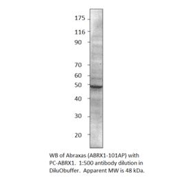 CCDC98 Positive Control from FabGennix (PC-ABRX1) - Antibodies.com