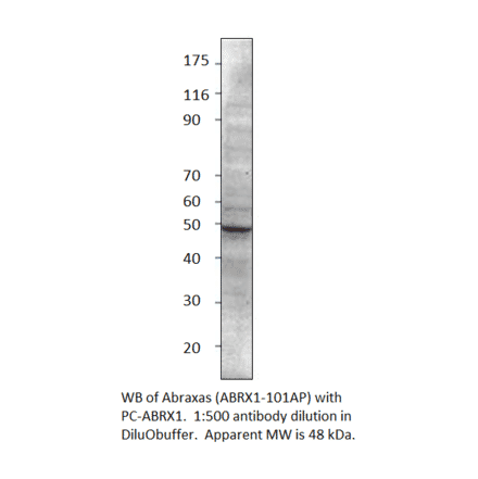 CCDC98 Positive Control from FabGennix (PC-ABRX1) - Antibodies.com