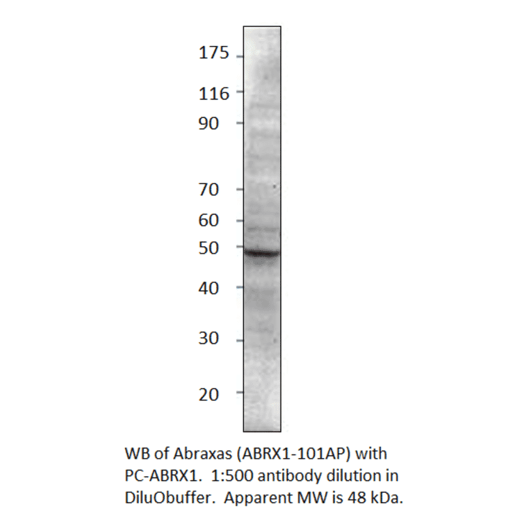 CCDC98 Positive Control from FabGennix (PC-ABRX1) - Antibodies.com