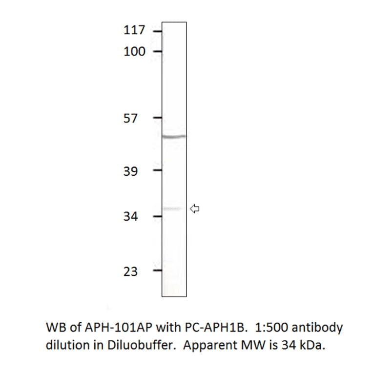 Aph 1b Positive Control from FabGennix (PC-APH1B) - Antibodies.com