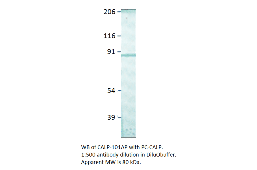 Calpain Positive Control from FabGennix (PC-CALP) - Antibodies.com