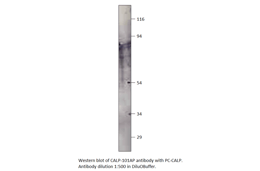 Calpain Positive Control from FabGennix (PC-CALP) - Antibodies.com