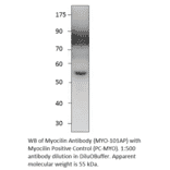 Myocilin Positive Control from FabGennix (PC-MYO) - Antibodies.com