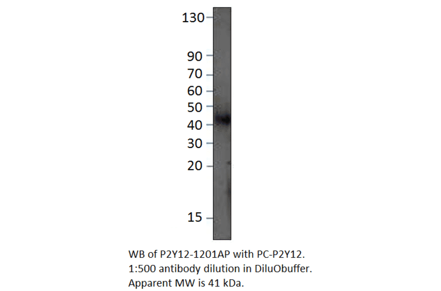 P2Y12 Positive Control from FabGennix (PC-P2Y12R) - Antibodies.com