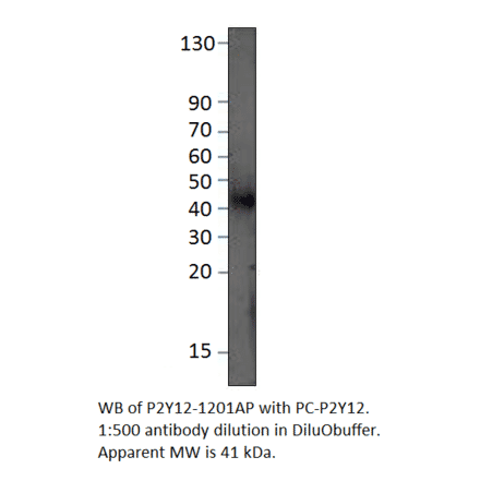 P2Y12 Positive Control from FabGennix (PC-P2Y12R) - Antibodies.com