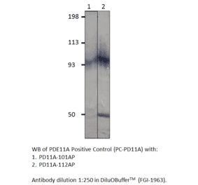 PDE11A Positive Control from FabGennix (PC-PD11A) - Antibodies.com
