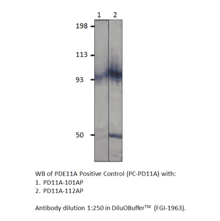PDE11A Positive Control from FabGennix (PC-PD11A) - Antibodies.com
