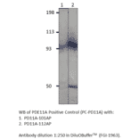 PDE11A Positive Control from FabGennix (PC-PD11A) - Antibodies.com