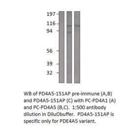 PDE4A5 Positive Control from FabGennix (PC-PD4A5) - Antibodies.com