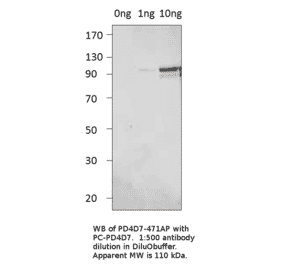PDE4D7 Positive Control from FabGennix (PC-PD4D7) - Antibodies.com