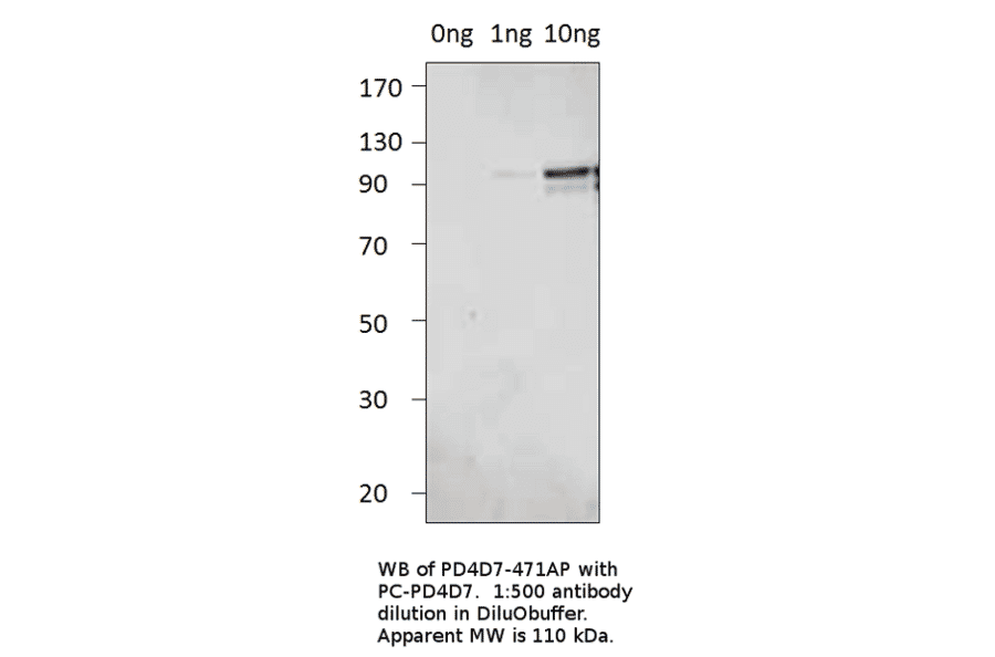PDE4D7 Positive Control from FabGennix (PC-PD4D7) - Antibodies.com