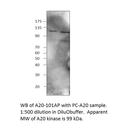 TNFAIP3 Positive Control from FabGennix (PC-A20) - Antibodies.com