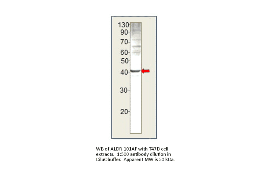 AKR1B1 Positive Control from FabGennix (PC-ALDR) - Antibodies.com