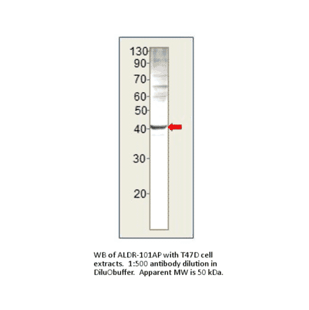 AKR1B1 Positive Control from FabGennix (PC-ALDR) - Antibodies.com
