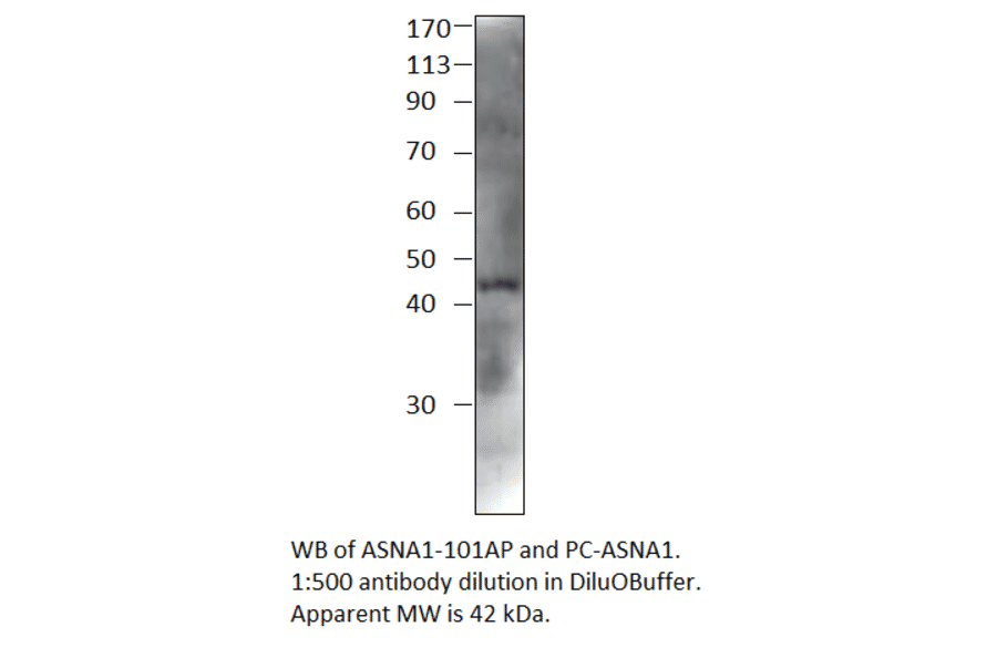 ASNA1 Positive Control from FabGennix (PC-ASNA1) - Antibodies.com