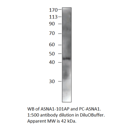 ASNA1 Positive Control from FabGennix (PC-ASNA1) - Antibodies.com