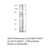 BEST4 Positive Control from FabGennix (PC-BEST4) - Antibodies.com