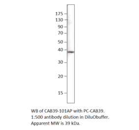 CAB39 Positive Control from FabGennix (PC-CAB39) - Antibodies.com