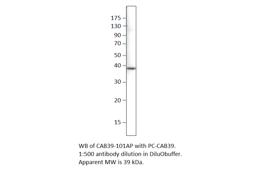 CAB39 Positive Control from FabGennix (PC-CAB39) - Antibodies.com