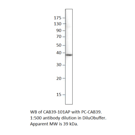 CAB39 Positive Control from FabGennix (PC-CAB39) - Antibodies.com