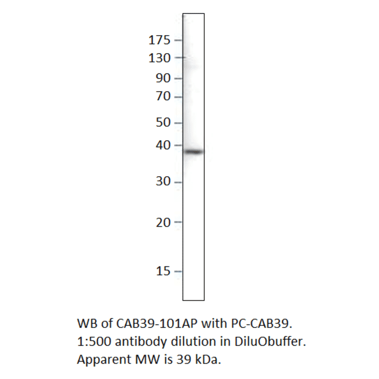 CAB39 Positive Control from FabGennix (PC-CAB39) - Antibodies.com