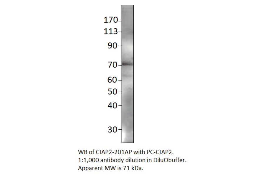 cIAP2 Positive Control from FabGennix (PC-CIAP2) - Antibodies.com