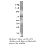 cIAP2 Positive Control from FabGennix (PC-CIAP2) - Antibodies.com