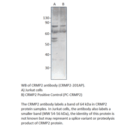 CRMP2 Positive Control from FabGennix (PC-CRMP2) - Antibodies.com