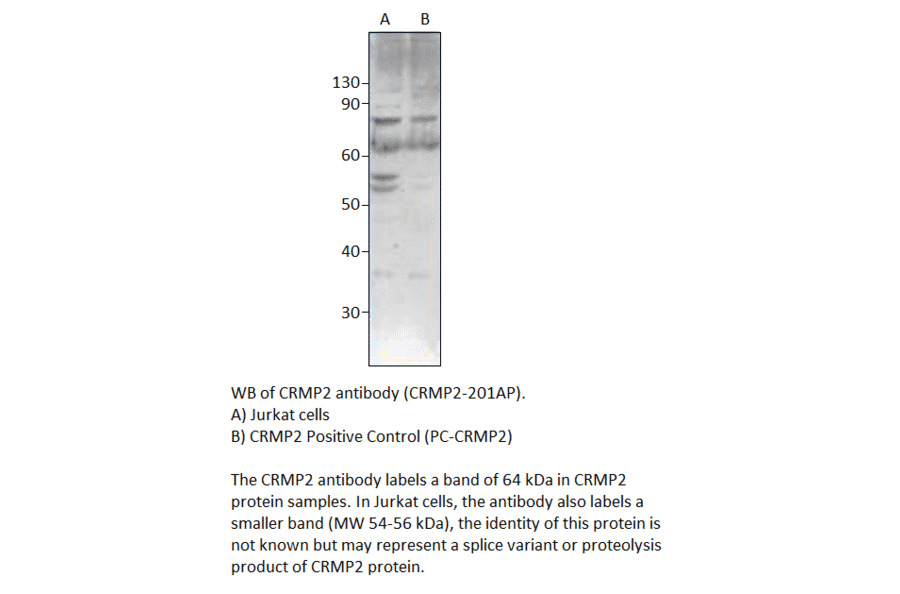 CRMP2 Positive Control from FabGennix (PC-CRMP2) - Antibodies.com