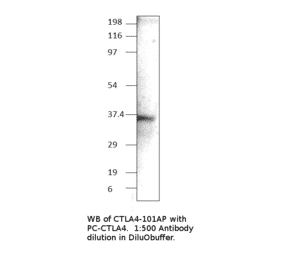 CTLA4 Positive Control from FabGennix (PC-CTLA4) - Antibodies.com