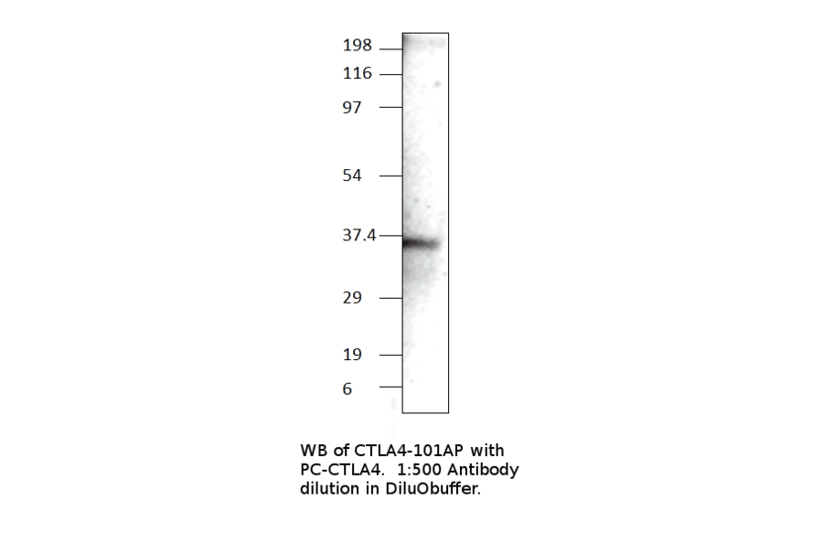 CTLA4 Positive Control from FabGennix (PC-CTLA4) - Antibodies.com