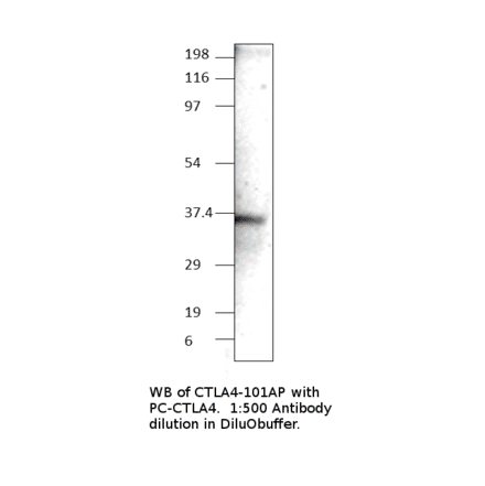 CTLA4 Positive Control from FabGennix (PC-CTLA4) - Antibodies.com