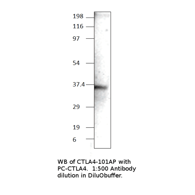 CTLA4 Positive Control from FabGennix (PC-CTLA4) - Antibodies.com
