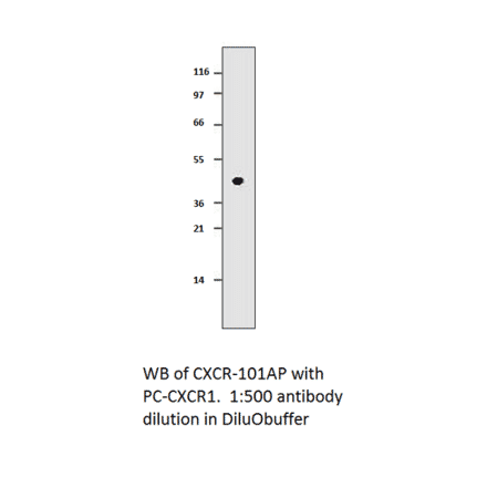 CXCR1 Positive Control from FabGennix (PC-CXCR1) - Antibodies.com