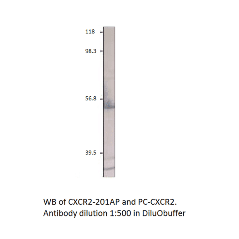 CXCR2 Positive Control from FabGennix (PC-CXCR2) - Antibodies.com