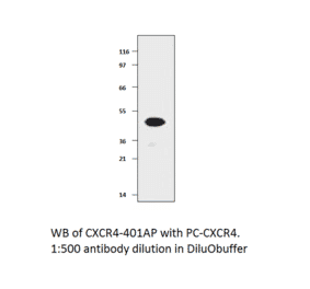 CXCR4 Positive Control from FabGennix (PC-CXCR4) - Antibodies.com