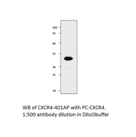 CXCR4 Positive Control from FabGennix (PC-CXCR4) - Antibodies.com