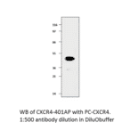 CXCR4 Positive Control from FabGennix (PC-CXCR4) - Antibodies.com