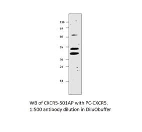 CXCR5 Positive Control from FabGennix (PC-CXCR5) - Antibodies.com