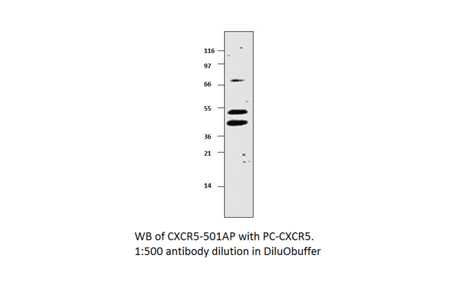 CXCR5 Positive Control from FabGennix (PC-CXCR5) - Antibodies.com