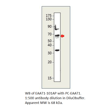 EAAT1 Positive Control from FabGennix (PC-EAAT1) - Antibodies.com