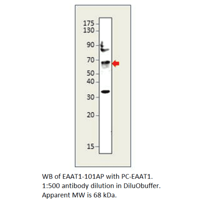 EAAT1 Positive Control from FabGennix (PC-EAAT1) - Antibodies.com