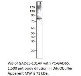 GAD65 Positive Control from FabGennix (PC-GAD65) - Antibodies.com