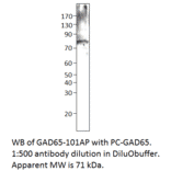 GAD65 Positive Control from FabGennix (PC-GAD65) - Antibodies.com